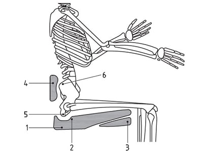 Figure 4 Pressure redistribution under the thighs